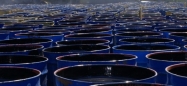 Госдума освободила нефтетрейдеров от вывозных пошлин при действии НДД