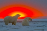 Законопроект об арктических льготах внесут в Госдуму на этой неделе